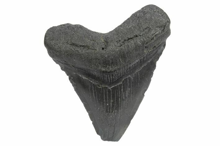 Juvenile Megalodon Tooth - South Carolina #248521